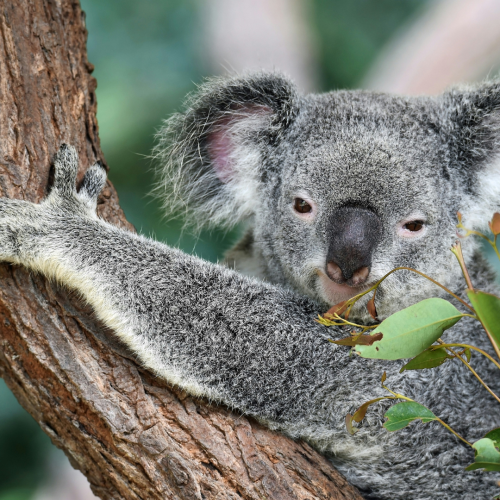 A Guide to Moving to Australia as an International GP – What You Need to Know